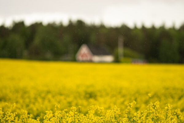 Yellow fields