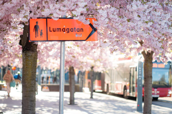 Cherry Blossoms 2026