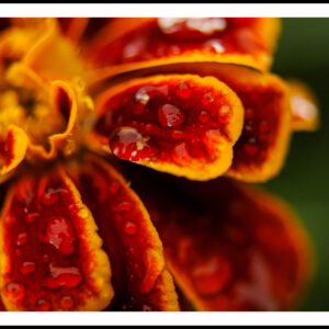 Blomma