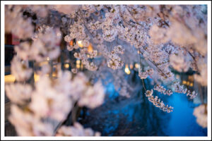 Körsbärsträd vid vatten kväll