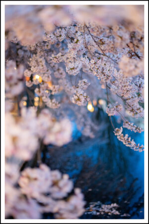 Körsbärsträd vid vatten kväll