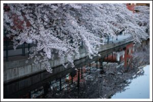 Körsbärsträd vid vatten