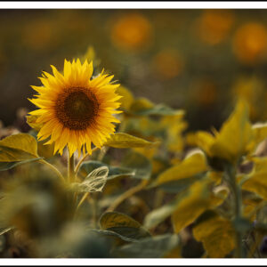 Solros